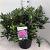 Rhododendron ponticum Pot 30 Liter 
