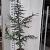 Cedrus l. 'Glauca' Kluit 200 - 225 cm