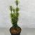 Cephalotaxus h. 'Korean Gold' Pot 3 Liter 30 - 40 cm