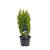Chamaecyparis l. 'Ellw. Gold' Pot 3 Liter 30 - 40 cm