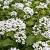 Pachyphragma macrophyllum Pot 9 cm