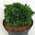 Chamaecyparis l. 'Green Globe' Pot 3 liter 20-25cm 