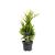 Chamaecyparis l. 'Ivonne' Pot 3 Liter 40 - 50 cm