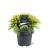 Chamaecyparis l. 'Sunkist' Pot 5 Liter 30 - 40 cm