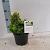 Chamaecyparis obtusa Pot 2 Liter 10 - 20 cm