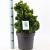 Chamaecyparis o. 'Aurora' Pot 7,5 liter 25-30cm