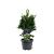 Chamaecyparis o. 'Drath' Pot 3 Liter 30 - 40 cm