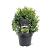 Chamaecyparis o. 'Melody' Pot 3 Liter 20 - 30 cm