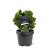 Chamaecyparis o. 'Nana Gracilis' Pot 3 Liter 20 - 30 cm