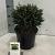 Chamaecyparis p. 'Blue Moon' Pot 3 liter 20-25cm 
