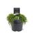 Chamaecyparis p. 'Filifera Nana' Pot 3 Liter 