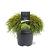 Chamaecyparis p. 'Sungold' Pot 5 Liter 30 - 40 cm