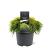 Chamaecyparis p. 'Sungold' Pot 3 Liter 20 - 30 cm
