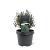 Chamaecyparis t. Blue Rock Pot 3 Liter 20 - 30 cm