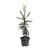 Cryptomeria j. 'Kyara Gold' Pot 5 Liter 60 - 80 cm