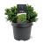 Cryptomeria j. 'Little Globe' Pot 3 Liter 20 - 30 cm