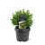 Cryptomeria j. 'Vilmoriniana' Pot 3 Liter 20 - 30 cm