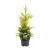 Cupressocyparis l. 'Gold Rider' Pot 3 Liter 40 - 50 cm
