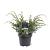Juniperus chin. 'Blue Alps' Pot 3 Liter 30 - 40 cm