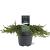 Juniperus comm. 'Green Carpet' Pot 5 Liter 40 - 50 cm