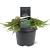 Juniperus comm. 'Green Carpet' Pot 3 Liter 30 - 40 cm