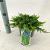 Juniperus comm. 'Green Carpet' Pot 3 liter 20-25cm 