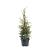 Juniperus comm. 'Suecica' Pot 3 Liter 50 - 60 cm