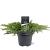 Juniperus conferta 'Schlager' Pot 5 Liter 40 - 50 cm