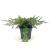 Juniperus conferta 'Schlager' Pot 2 Liter 20 - 30 cm