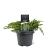 Juniperus conferta 'Schlager' Pot 3 Liter 30 - 40 cm