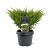 Juniperus h. 'Andorra Compact' Pot 3 Liter 30 - 40 cm
