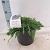 Juniperus h. 'Pancake' Pot 3 liter 25-30cm