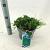 Juniperus h. 'Wiltonii' Pot 3 liter 20-25cm 