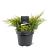 Juniperus pf. 'Gold Coast' Pot 3 Liter 