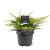 Juniperus pf. 'Gold Star' Pot 3 Liter 