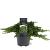 Juniperus procumbens 'Nana' Pot 5 Liter 30 - 40 cm
