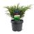 Juniperus sabina Pot 3 Liter 