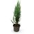 Juniperus s. 'Blue Arrow' Pot 4 Liter 60 - 80 cm