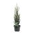Juniperus s. 'Moonglow' Pot 3 Liter 40 - 50 cm