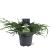 Juniperus squamata 'Blue Carpet' Pot 5 Liter 40 - 50 cm
