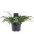 Juniperus squamata 'Blue Carpet' Pot 3 Liter 30 - 40 cm