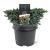 Juniperus squamata 'Blue Star' Pot 3 Liter 20 - 30 cm