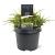 Juniperus squamata 'Holger' Pot 3 Liter 20 - 30 cm