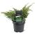 Juniperus squamata 'Hunnetorp' Pot 3 Liter 30 - 40 cm
