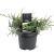 Juniperus virg. 'Grey Owl' Pot 3 Liter 