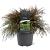 Microbiota decussata Pot 5 Liter 40 - 50 cm