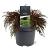 Microbiota decussata Pot 3 Liter 30 - 40 cm
