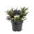 Picea a. 'Nidiformis' Pot 3 Liter 