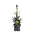 Picea a. 'Will's Zwerg' Pot 3 Liter 30 - 40 cm