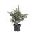 Picea pungens glauca Pot 3 Liter 